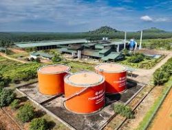ANJT Catatkan Peningkatan Produksi CPO dan TBS di Januari 2025