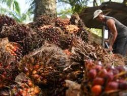 ANJT Catatkan Laba Bersih US$ 9,64 Juta di 2024 Meski Pendapatan Turun Tipis