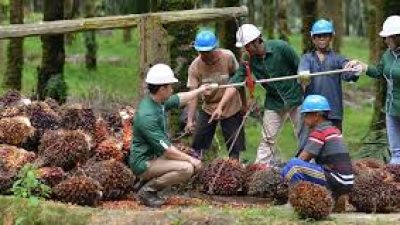 Kinerja PT Astra Agro Lestari Tbk (AALI) Mengalami Peningkatan Signifikan di 2024