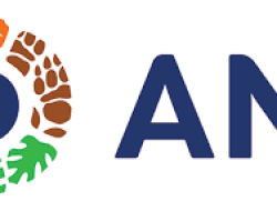 ANJT Targetkan Peningkatan Produksi CPO 15% di 2025, Didukung Program Replanting dan Mitigasi Perubahan Iklim