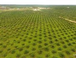 Sumber Tani Agung (STAA) Catatkan Produksi TBS 1,04 Juta Ton dan Laba Bersih Meningkat 85% pada 2024