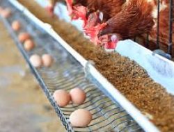 Surplus Ayam dan Telur di Indonesia: Harga Ayam Tertekan karena Oversupply, Ditjen PKH Cari Solusi