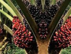 Diterpa Tarif Impor AS, Sawit RI Terancam Tergeser Malaysia – Pemerintah Didorong Negosiasi Ulang
