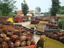 Tarif Pungutan Ekspor CPO Naik Jadi 10%, GAPKI Peringatkan Dampak ke Petani dan Daya Saing