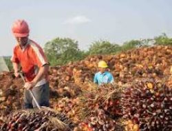 Konflik India-Pakistan Ancam Ekspor CPO Indonesia, Pemerintah Diminta Siapkan Strategi Alternatif