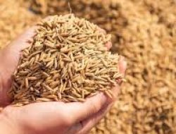 Mentan Akui 40% Gabah Masih Dibeli di Bawah HPP, Pemerintah Tahan Distribusi Beras Murah