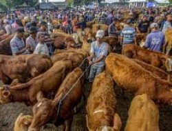 Jumlah Pekurban Menurun, Nilai Ekonomi Kurban 2025 Diproyeksi Turun ke Rp 27,1 Triliun