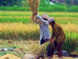 Produksi Beras RI Tertinggi di ASEAN, Impor Disetop, Stok Pemerintah Meroket