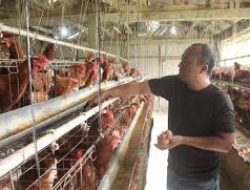 Harga Daging Ayam Mulai Naik, Peternak Sebut Konsumen Perlu Waktu untuk Beradaptasi