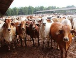 Pemerintah Siapkan Strategi Tekan Impor Sapi, Genjot Produksi Lokal Demi Swasembada Pangan