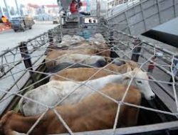 Impor Sapi Tanpa Kuota, Widodo Makmur Perkasa Siap Tancap Gas Ekspansi