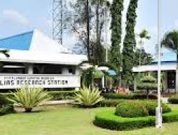 LSIP Catat Lonjakan Pendapatan di Awal 2025, Prospek Cerah Meski Produksi Dihadang Tantangan