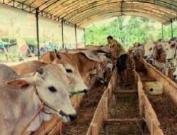 Impor Sapi Tanpa Kuota Dinilai Tak Ganggu Peternak Lokal, Justru Bisa Jaga Populasi