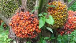 Harga CPO Malaysia Naik Tipis, Sentimen Biodiesel Brasil dan Gencatan Senjata Dorong Optimisme