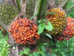 Harga CPO Malaysia Naik Tipis, Sentimen Biodiesel Brasil dan Gencatan Senjata Dorong Optimisme