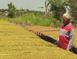 APTI Minta Regulasi Tembakau Tak Abaikan Petani: Setuju Lindungi Anak, Tapi Harus Adil