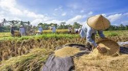Harga Beras Melonjak, Produksi Padi Nasional Terjun Bebas