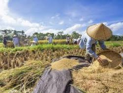 Harga Beras Melonjak, Produksi Padi Nasional Terjun Bebas