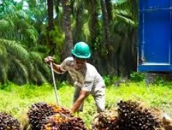 Mandatori Biodiesel B50 Tetap Jalan, Produsen Sawit Optimis Permintaan CPO Meningkat