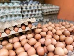 Ekspor Telur Ayam Indonesia ke AS Berpotensi Terganjal Tarif 32% Mulai Agustus 2025